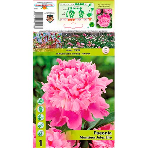 Pivoňka Jules Elie obrázek 1 artikel 76615