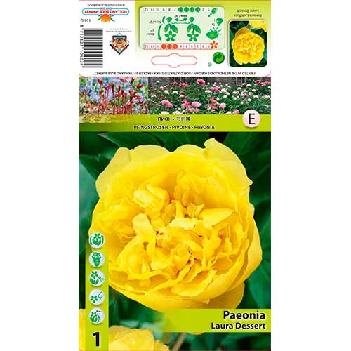 Pivoňka Laura Dessert obrázek 1 artikel 76614