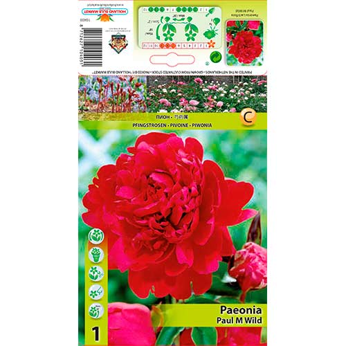 Pivoňka Paul m Wild obrázek 1 artikel 76338