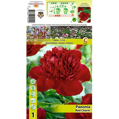 Pivoňka Red Charm obrázek 1 artikel 70444