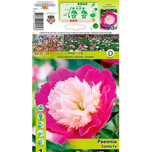 Pivoňka Santa Fe obrázek 1 artikel 76339