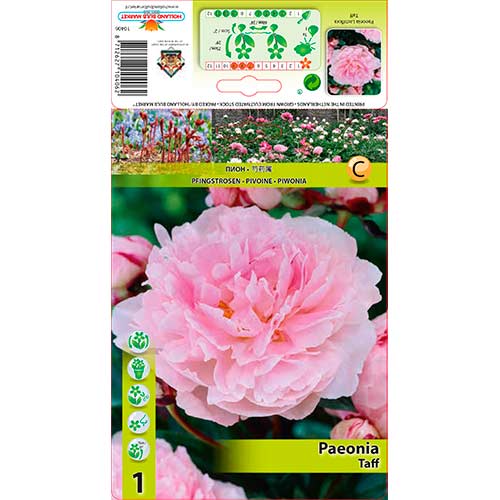 Pivoňka Taff artikel fotografie 1 Pivoňka Taff obrázek 1 artikel 76341