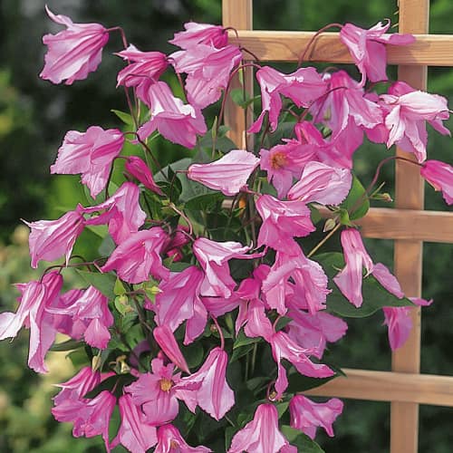 Plamének Alionushka, С2 obrázek 1 artikel 1550