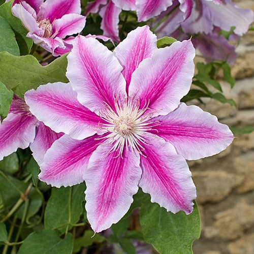 Plamének Bees Jubilee, C2 artikel fotografie 1 Plamének Bees Jubilee, C2 obrázek 1 artikel 9661