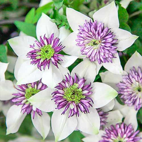 Plamének Bicolor obrázek 1 artikel 4757