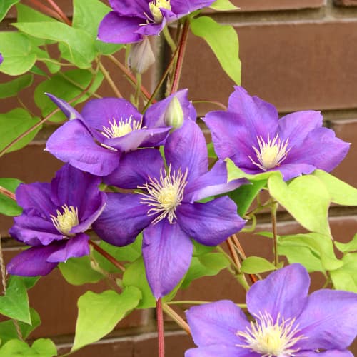 Plamének Kaczynski artikel fotografie 1 Plamének Kaczynski obrázek 1 artikel 5875