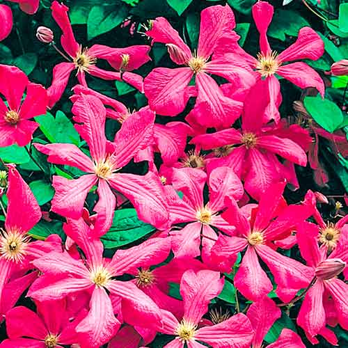 Plamének Kermesina obrázek 1 artikel 4766