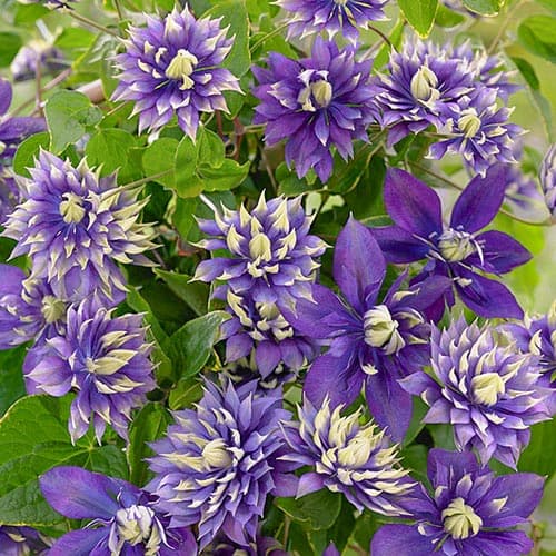 Plamének Taiga obrázek 1 artikel 76686