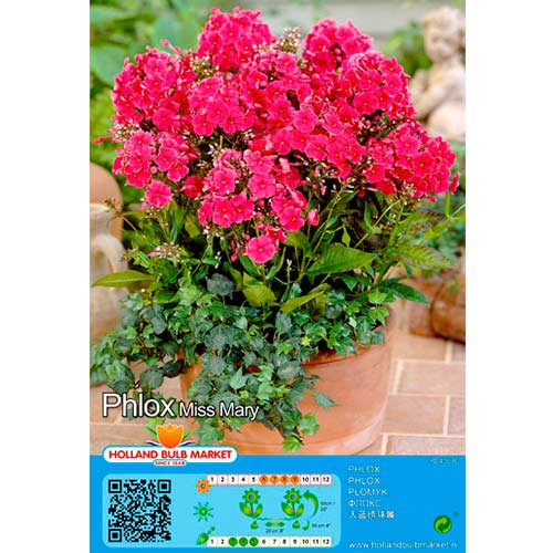 Plaménka Miss Mary obrázek 1 artikel 76490