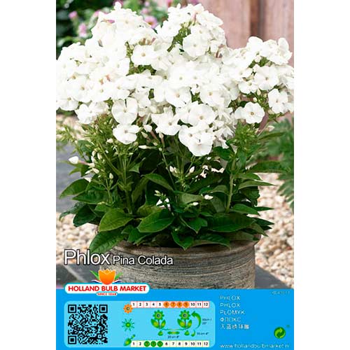 Plaménka Pina Colada obrázek 1 artikel 76492