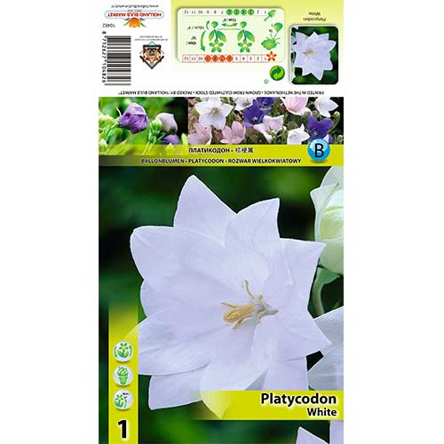 Platykodon velkokvětý bílý obrázek 1 artikel 70449