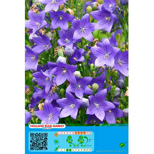 Platykodon velkokvětý modrý artikel fotografie 1 Platykodon velkokvětý modrý obrázek 1 artikel 76497