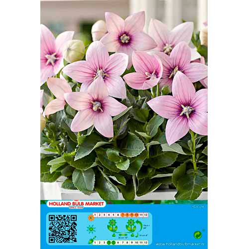 Platykodon velkokvětý růžový obrázek 1 artikel 76498