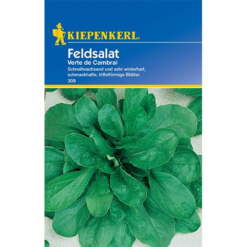 Polní salát Verte de Cambrai artikel fotografie 1 Polní salát Verte de Cambrai obrázek 1 artikel 77493