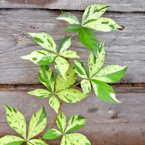 Přísavník pětilistý Star Showers, P9 obrázek 1 artikel 5866