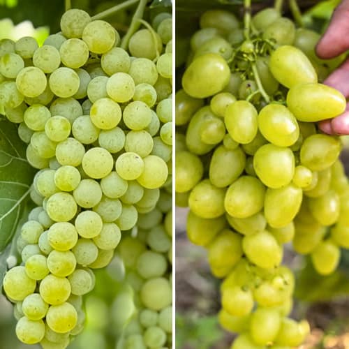 Promo Set! Sada velmi rané vinné révy, 2 odrůdy obrázek 1 artikel 6168