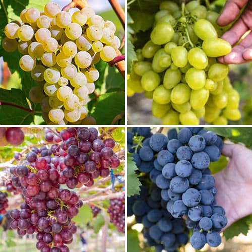 Promo Set! Sada vinné révy Hroznový sorbet, 4 sazenice obrázek 1 artikel 6166