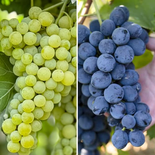 Promo Set! Sada vinné révy super mrazuvzdorné, 2 odrůdy artikel fotografie 1 Promo Set! Sada vinné révy super mrazuvzdorné, 2 odrůdy obrázek 1 artikel 6167