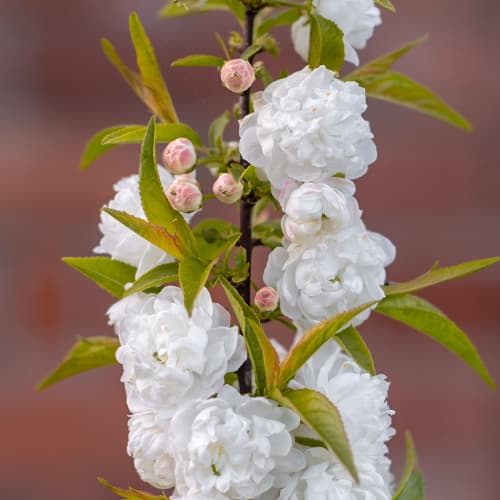 Prunus glandulosa Alba Plena, С2 artikel fotografie 1 Prunus glandulosa Alba Plena, С2 obrázek 1 artikel 7796