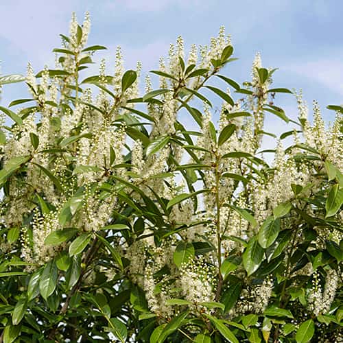 Prunus laurocerasus Rotundifolia, С2 artikel fotografie 1 Prunus laurocerasus Rotundifolia, С2 obrázek 1 artikel 7797