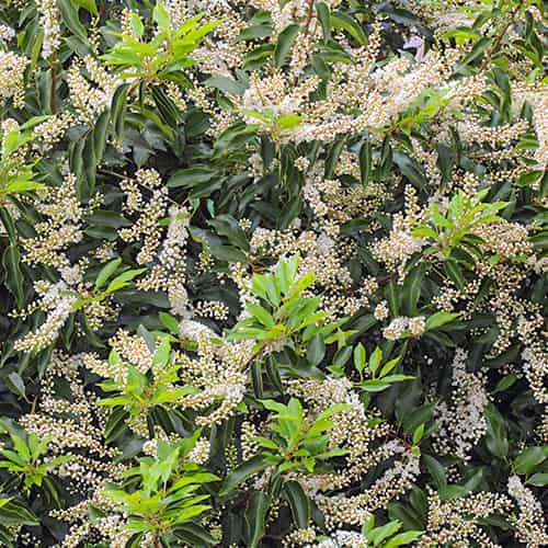 Prunus lusitanica Angustifolia, С2 artikel fotografie 1 Prunus lusitanica Angustifolia, С2 obrázek 1 artikel 7798