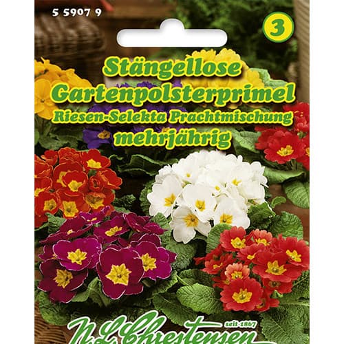 Prvosenka obecná, směs obrázek 1 artikel 86181