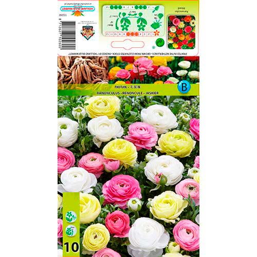 Pryskyřník bílý obrázek 1 artikel 76356