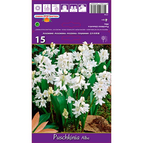 Puškinie Libanotica Alba artikel fotografie 1 Puškinie Libanotica Alba obrázek 1 artikel 67444