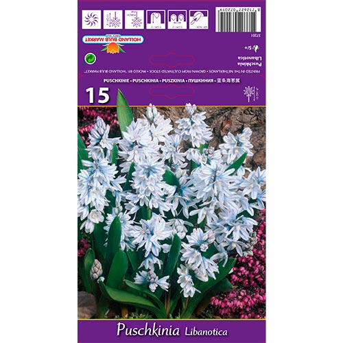 Puškinie Libanotica obrázek 1 artikel 67677