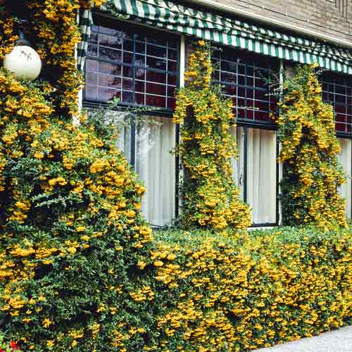 Pyracantha Golden Charmer, C3 obrázek 1 artikel 7727