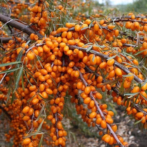 Rakytník Nivelena obrázek 1 artikel 4703