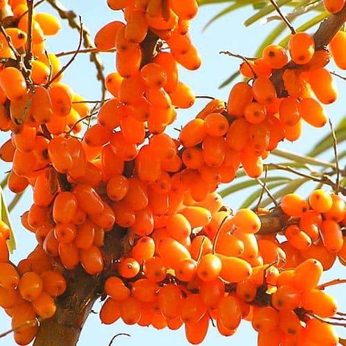 Rakytník Plamiennaja obrázek 1 artikel 4704