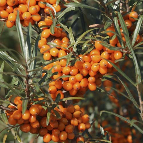 Rakytník řešetlákový Eva, С2 obrázek 1 artikel 8205