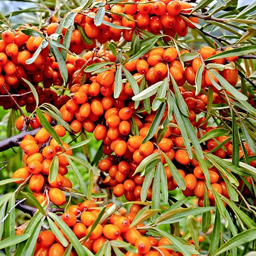 Rakytník řešetlákový Friesdorfer Orange, P9 obrázek 1 artikel 5856