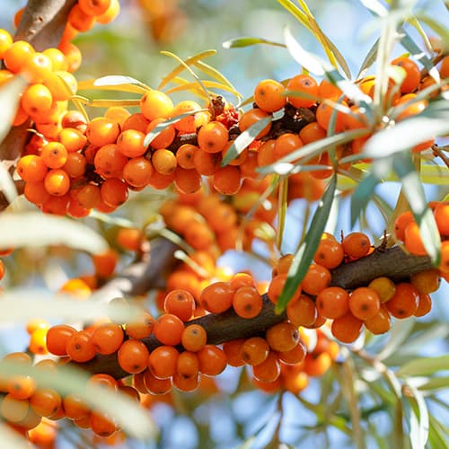 Rakytník řešetlákový Nivelana, P9 obrázek 1 artikel 5857