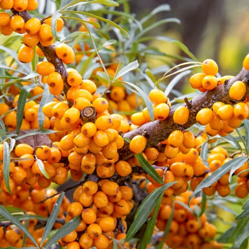 Rakytník řešetlákový, P9 obrázek 1 artikel 8282