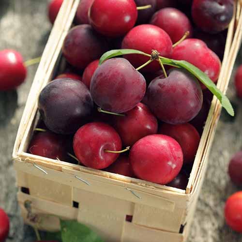 Renklóda Koromila obrázek 1 artikel 4859