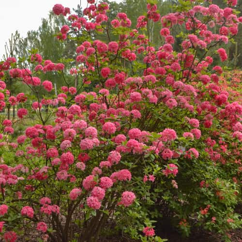 Rhododendron Homebush, С2 artikel fotografie 1 Rhododendron Homebush, С2 obrázek 1 artikel 8263