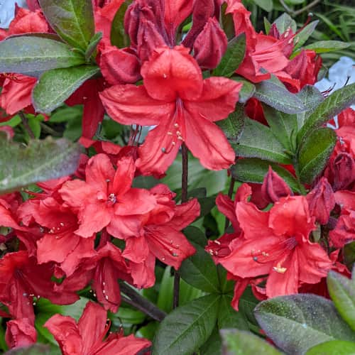 Rhododendron Nabucco, С2 artikel fotografie 1 Rhododendron Nabucco, С2 obrázek 1 artikel 8264