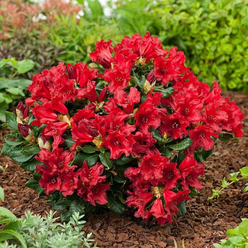 Rododendron Doloroso, C2 obrázek 1 artikel 1578