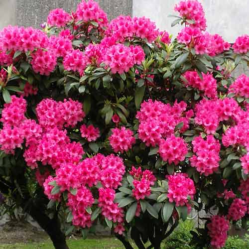 Rododendron Eruption artikel fotografie 1 Rododendron Eruption obrázek 1 artikel 4794