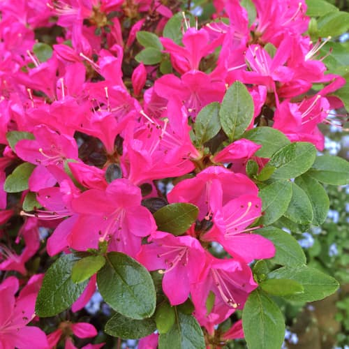 Rododendron Geisha Purple obrázek 1 artikel 9554