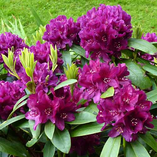 Rododendron Kali obrázek 1 artikel 4795