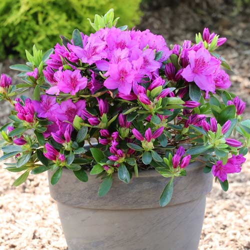 Rododendron Konigstein, P9 obrázek 1 artikel 5643