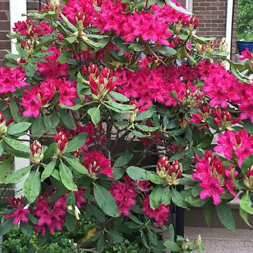 Rododendron Nova Zembla obrázek 1 artikel 4796