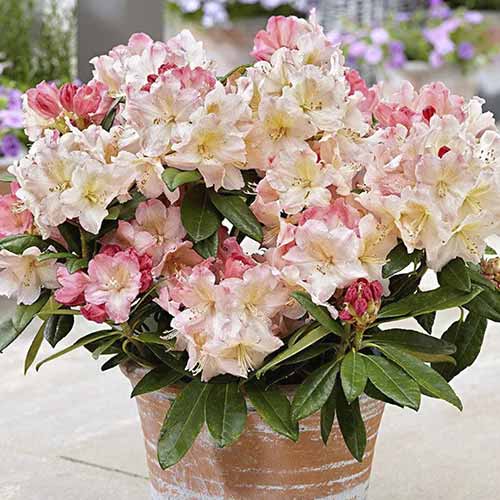 Rododendron Percy Wiseman obrázek 1 artikel 4793