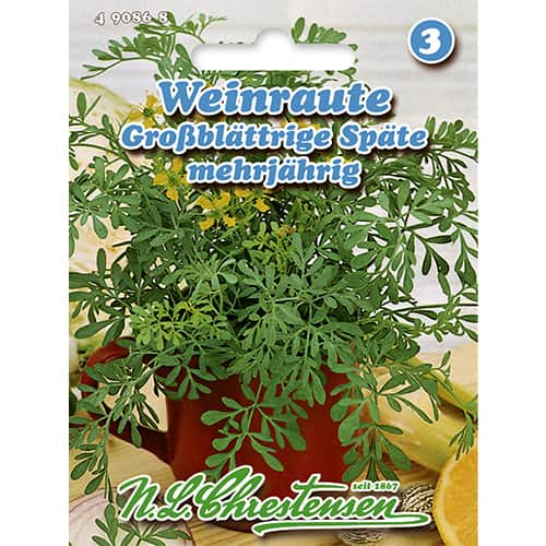 Routa vonná (Ruta graveolens) obrázek 1 artikel 86022