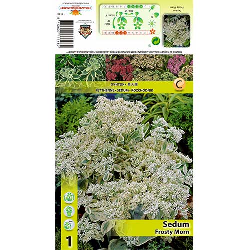 Rozchodník Frosty Mom obrázek 1 artikel 70487