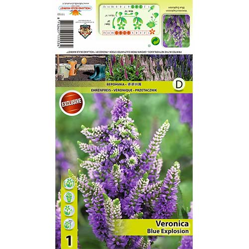 Rozrazil klasnatý Blue Explosion obrázek 1 artikel 70453