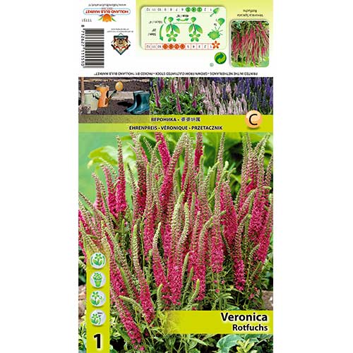 Rozrazil klasnatý Rotfuchs obrázek 1 artikel 70455